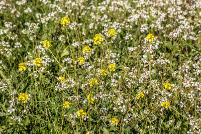 Close-up of yellow flowering plants on field