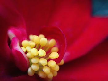 Defocused image of pink flower