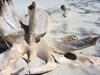 High angle view of driftwood on beach