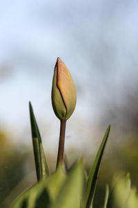 Close-up of flowering plant against sky