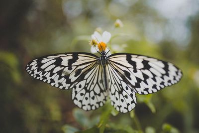 Close-up of butterfly on flower