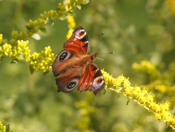 Close-up of butterfly pollinating on flower