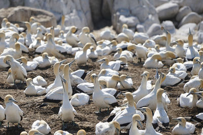 High angle view of seagulls