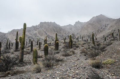 Panoramic view of landscape and mountains against sky