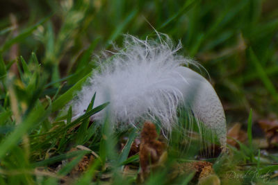 Close-up of feather on grass