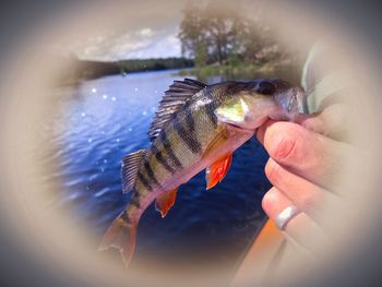 Close-up of hand holding fish swimming in water