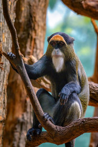 Low angle view of monkey on tree