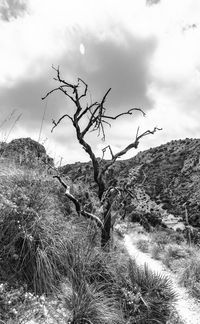 Plants growing on land against sky