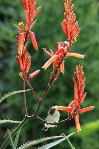 Close-up of red flowering plant