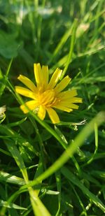 Close-up of yellow flowering plant