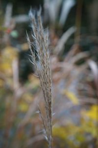 Close-up of plant against blurred background