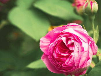 Close-up of pink rose