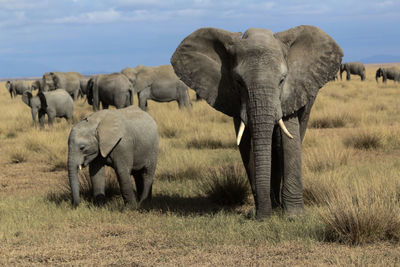 Elephants on grassy field