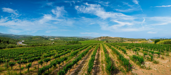 Scenic view of agricultural field against sky