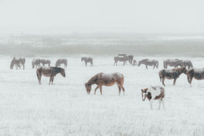 Horses grazing on field during winter