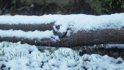 Close-up of snow covered trees