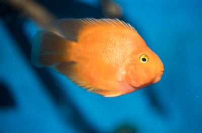 Close-up of fish swimming in sea