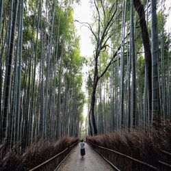 Panoramic view of bamboo trees in forest