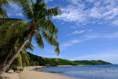 Palm trees on beach against sky