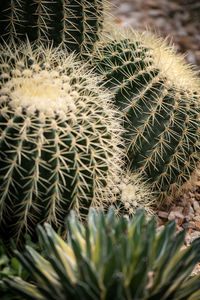 Close-up of cactus growing on field