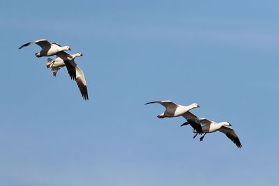 Low angle view of seagulls flying