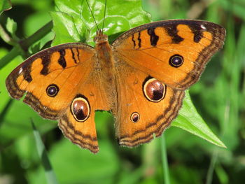 Close-up of butterfly on leaf