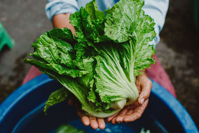 Midsection of person holding vegetable