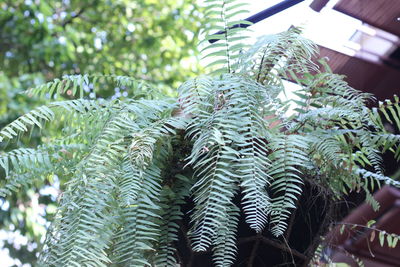 Close-up low angle view of tree