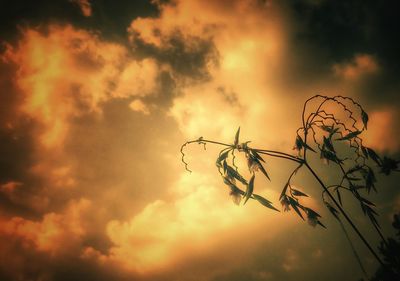 Low angle view of silhouette plants against sky during sunset