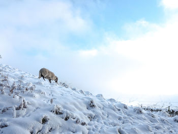 View of a sheep on snow covered land