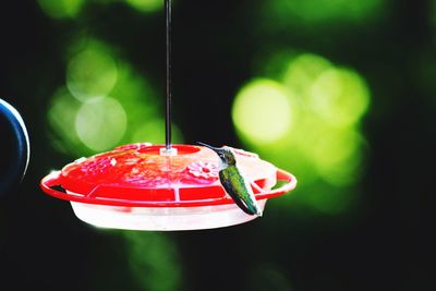 Close-up of strawberry hanging on glass