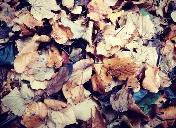 Full frame shot of leaves
