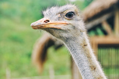 Close-up of ostrich outdoors