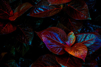 Close-up of raindrops on leaves