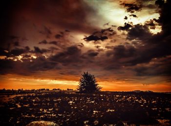 Silhouette of trees against dramatic sky