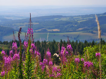 Purple flowering plants on land against sky