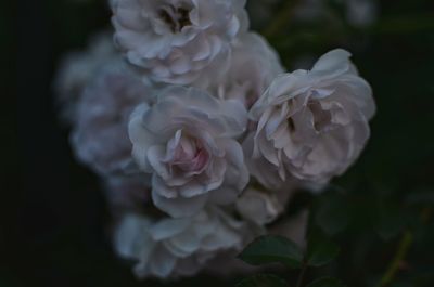 Close-up of white roses