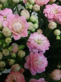 Close-up of pink flowers