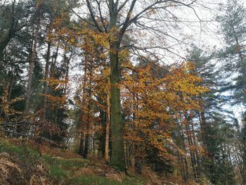 Low angle view of trees in autumn