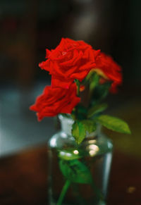 Close-up of red flower