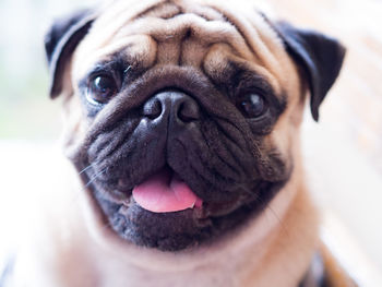 Close-up portrait of dog