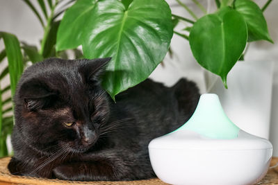 Black cat resting in home air humidifier or essential oil diffuser cleaning air and vaporizing steam