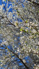 Low angle view of cherry blossoms against sky