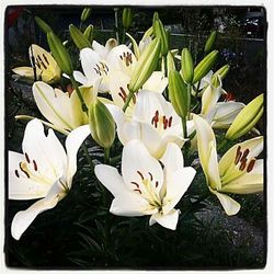 Close-up of white flowers