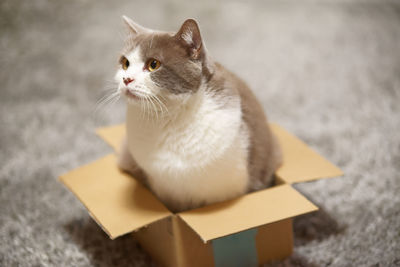 High angle view of cat looking away