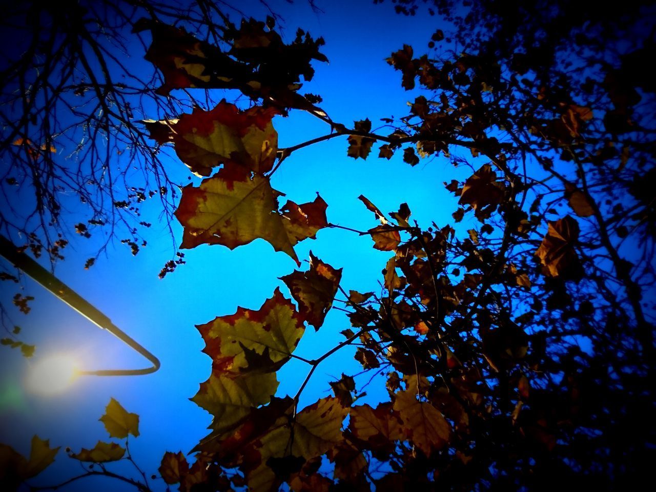 LOW ANGLE VIEW OF TREES AGAINST SKY