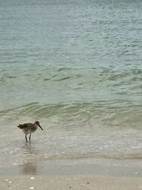 View of birds on beach