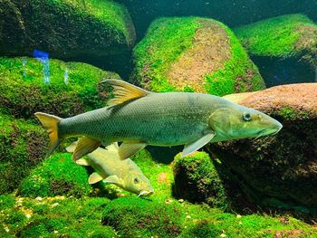 Fish swimming in sea