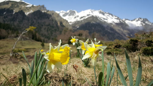 Close-up of yellow flowering plants on field