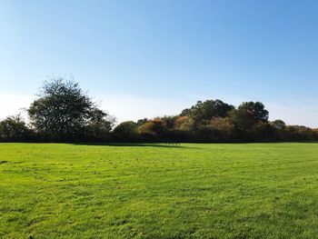 Scenic view of field against clear sky